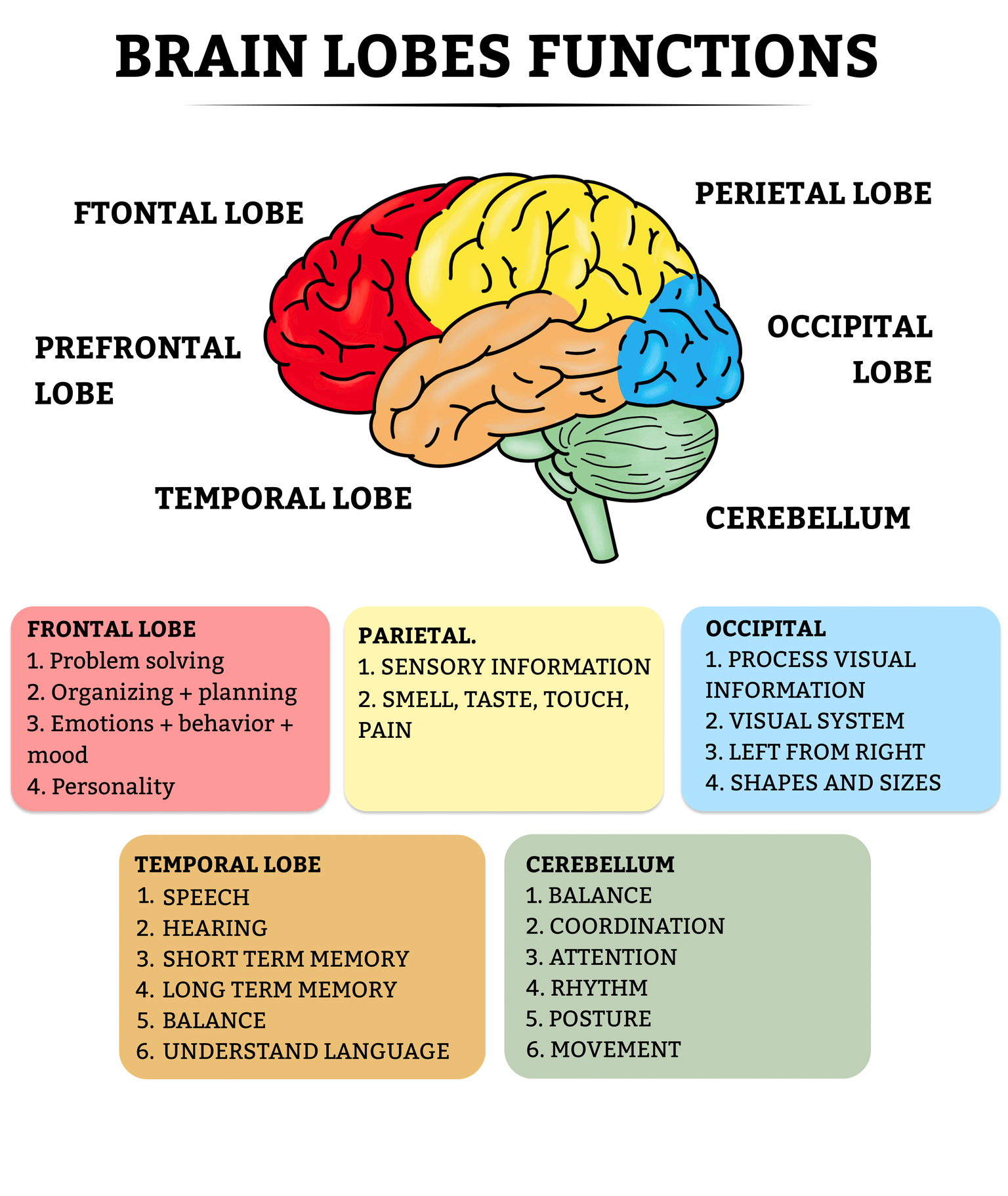 brain lobes functions